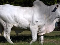 Lote 33