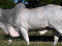 Lote 44