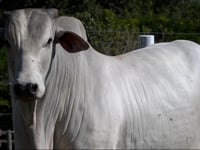 Lote 45