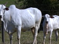 Lote 02