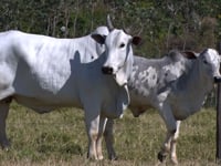 Lote 06