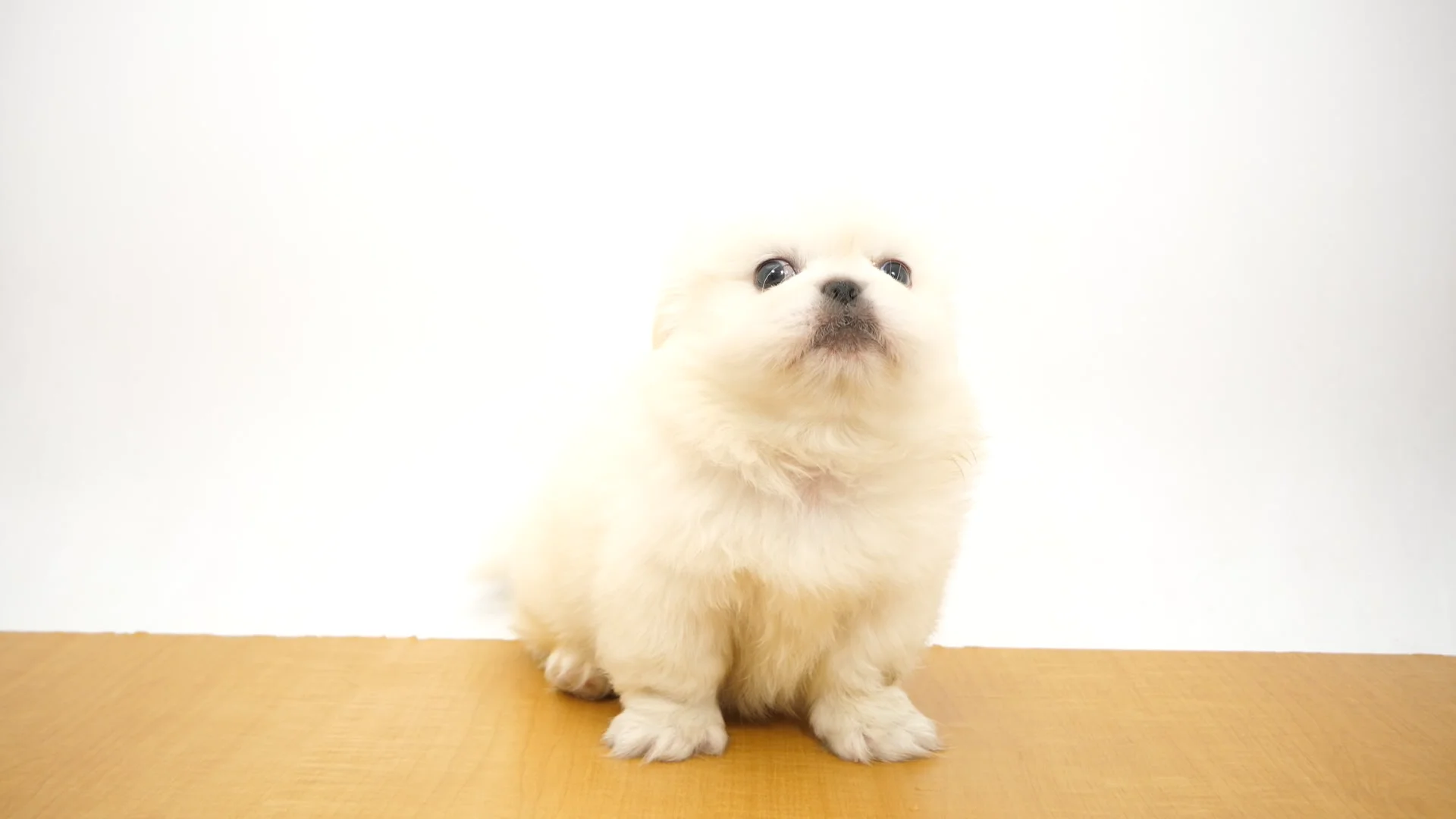 ペキニーズ ホワイト 男の子 ウエルケアセンター 2025073045503