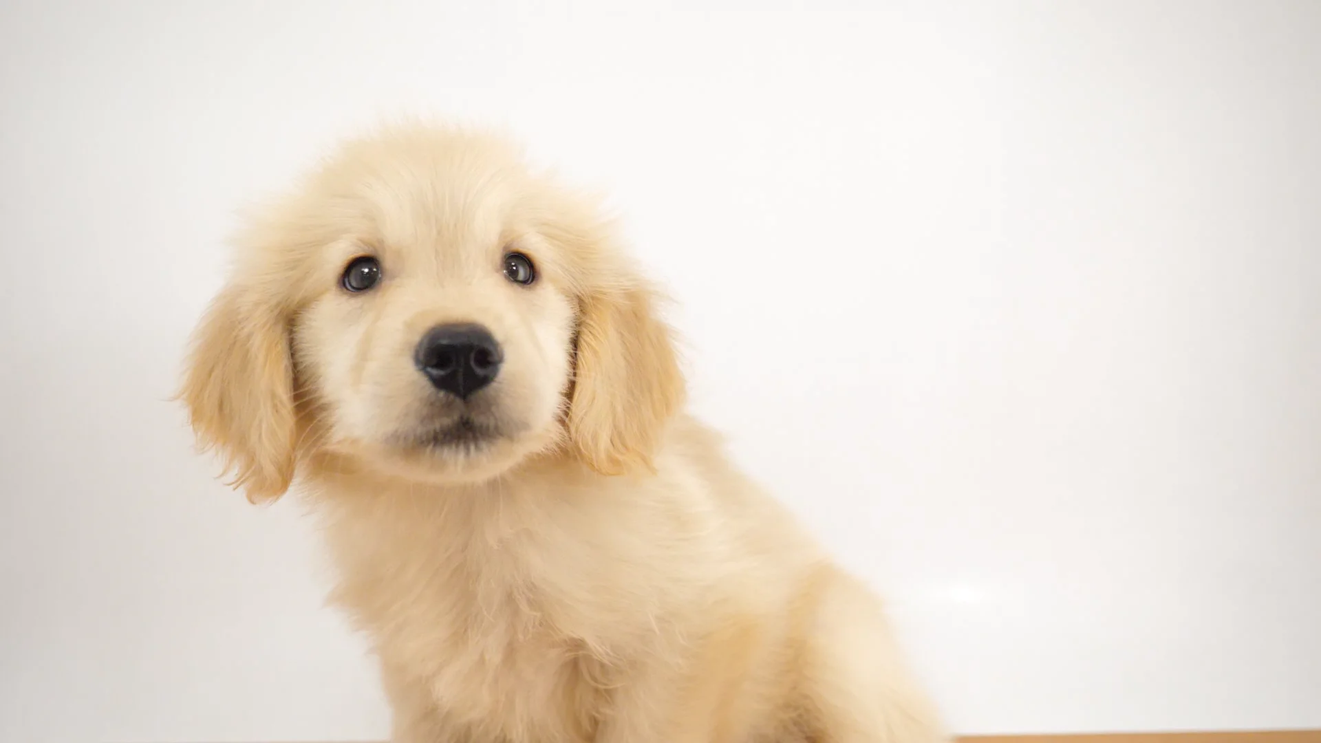 *＊*Kathy Hagerman ❧SIENNA❦ ゴールデンレトリバー*＊* Summer 2025] 14-year-old golden retriever Hatchi enjoys the