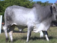 Lote 35