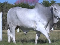Lote 37
