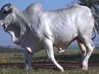Lote 46C