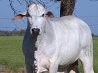 Lote 46E