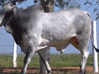 Lote 53