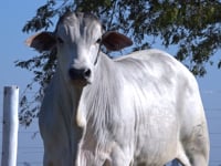 Lote 46D