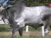 Lote 54