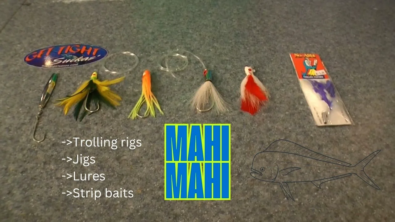 Dolphin Fish Best Bait For Mahi Dolphin Fishing Rigs And Strip