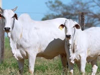 Lote E17