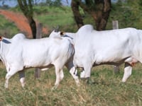 Lote E25
