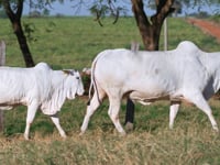Lote E27