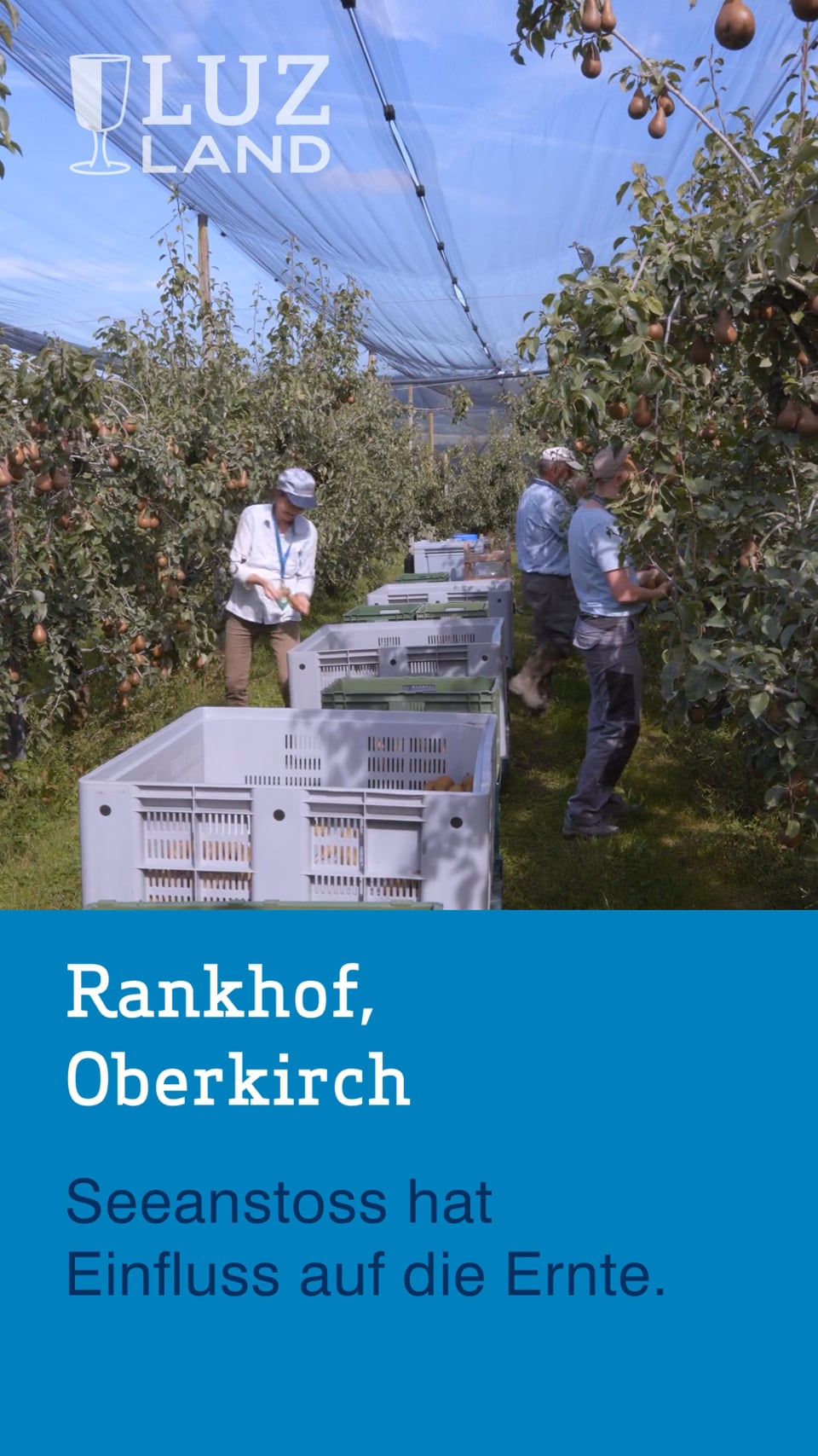 Obsternte am Rankhof Oberkirch