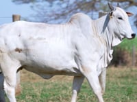 Lote 01