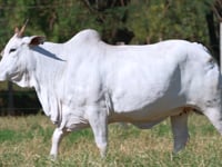 Lote 03