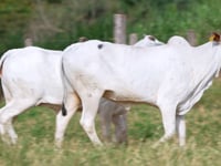 Lote 117