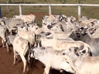 Lote 01