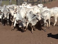 Lote 20