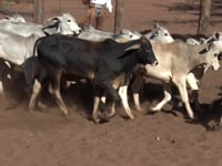 Lote 21