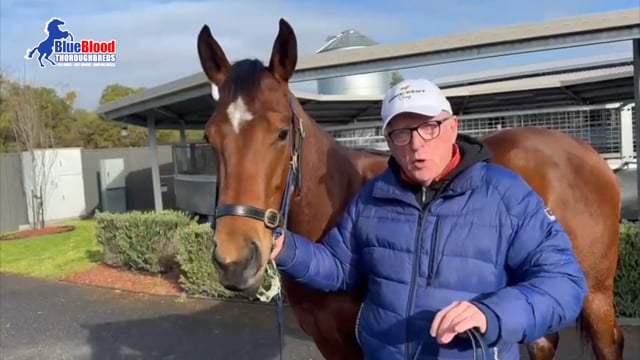 Home Affairs x Aaralyn Filly Aug 25 Mick Price