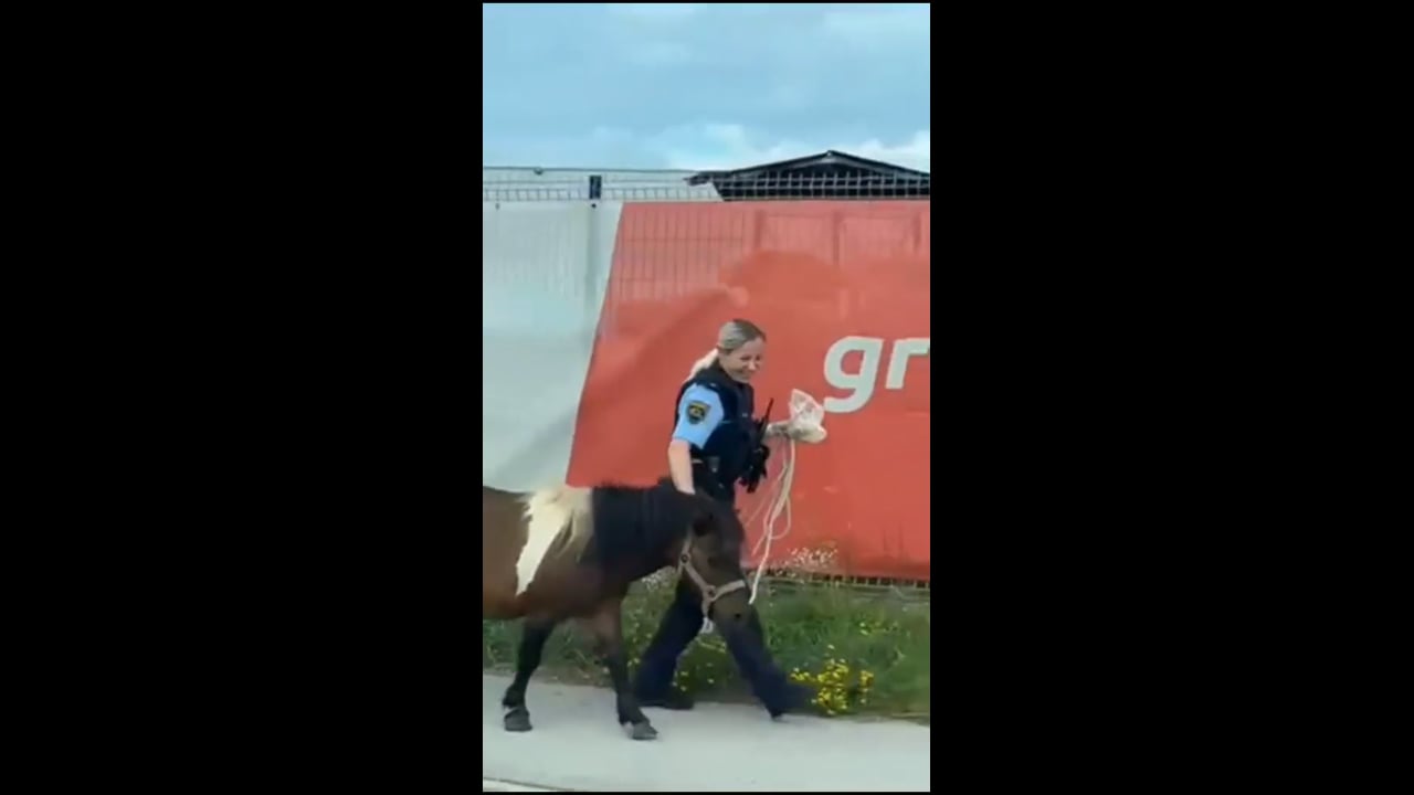 Izgubljeni poni s pomočjo policistov znova doma