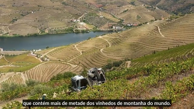School of Port, The Essencials - Douro Terroir