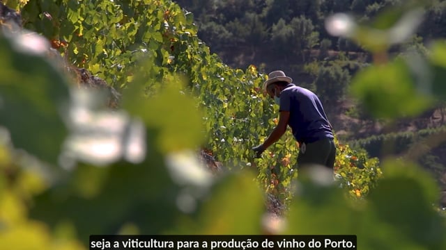 School of Port, The Essencials - Sustainable Vitivulture in the Douro