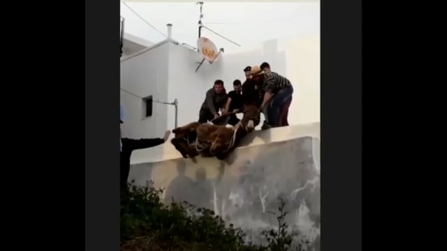 Κακοποίηση γαϊδουριού στη Νάξο στο χωριό Γαλήνη λόγω... εθίμου 1-5-2019