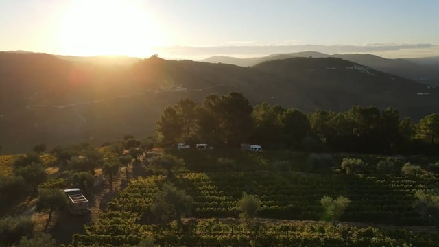 School of Port, The Essencials - Bottle Ageing