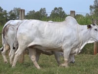 Lote 66