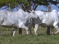 Lote 69