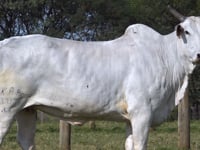 Lote 72