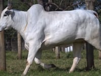 Lote 73