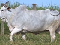 Lote 134