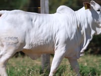 Lote R06