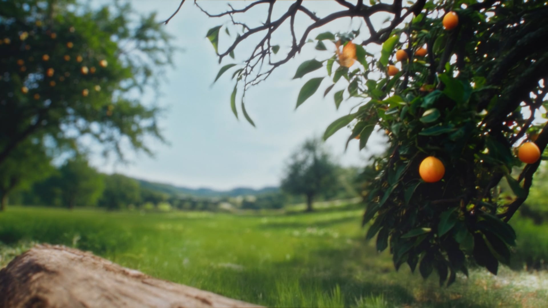 Lamar - Orange 2025