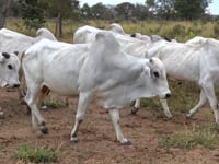 Lote 51