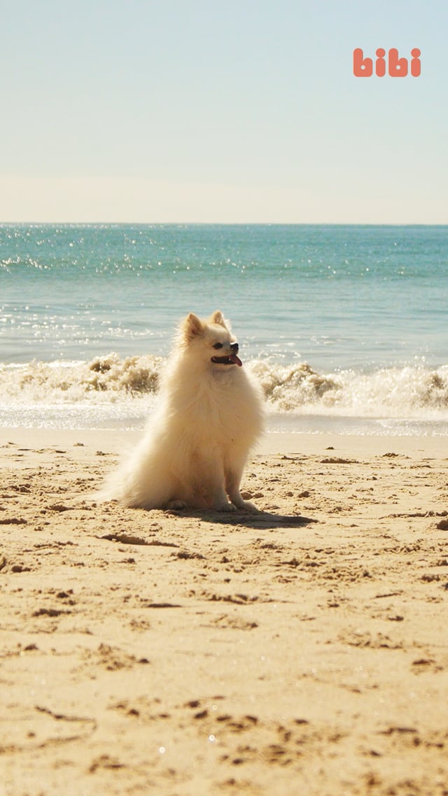 BIBI ZAPATILLA NE FIOFLEX 5.0 FSX-03 V26