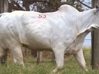 Lote 53
