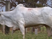 Lote 60