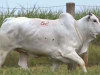 Lote 52