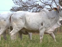 Lote 79