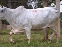 Lote 82