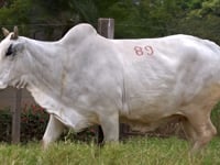 Lote 89
