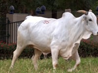 Lote 95