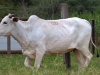 Lote 98