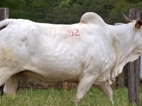 Lote 92