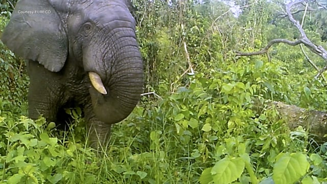 Elephant Crisis Fund